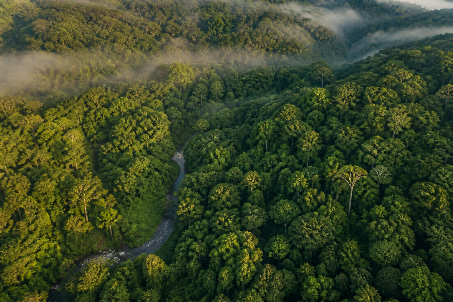 Área de vegetação nativa representando os serviços florestais